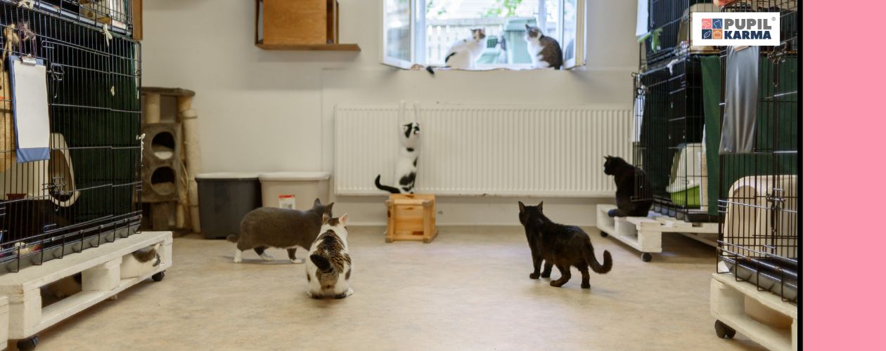 FIP często pojawia się w schroniskach i dużych hodowlach. Zdjęcie wielu kotów w duzym pomieszczeniu z otwartym oknem. Po bokach kilka klatek i drapak. Po prawej pas różu i na białym tle logo pupilkarma. J